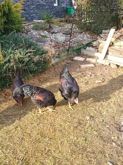 Kohút Barneveld - 3