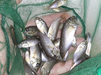 Thoracochromis brauschi - 3