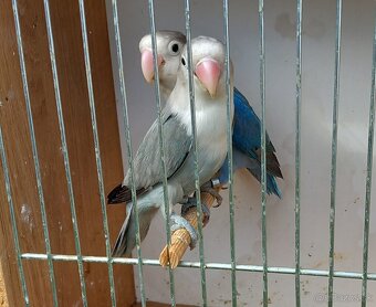Agapornisy fischeri chovný pár - 3