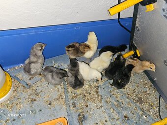Predám kurčata araucana - 3