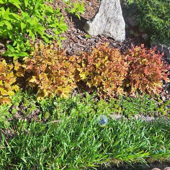 Heuchera Marmelade - 3