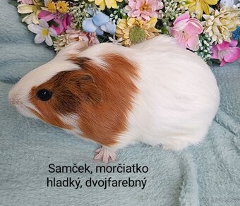 Morčiatka samčekovia - 3