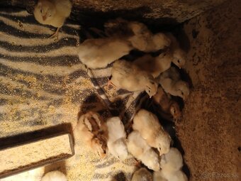 Predam kacice, akuriatka Kalimero Araucana - 3