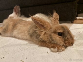 darujeme králika - 3