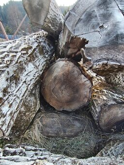 Predám orechové drevo - 3