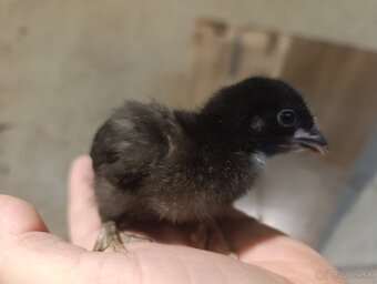 Kuriatka nosníc - 3