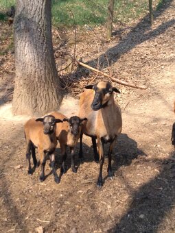 kamerunské ovce - 3