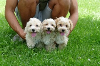 Maltipoo (malteze +Pudel = maltipoo) - 3