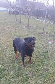 Šteniatka Rottweilera s PP na predaj 🐾 - 3