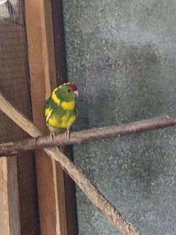 Kakariky , korely - 3