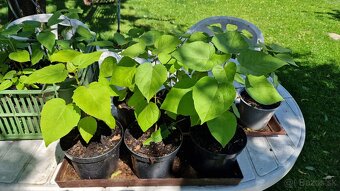 Katalpa severná - Catalpa speciosa (ročné stromčeky) - 3
