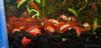 krevetky neocaridina red - 3