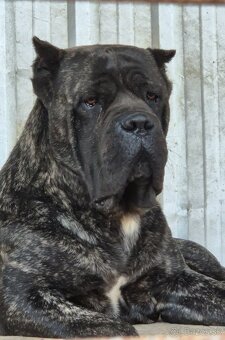 Cane corso - 3