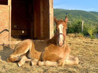 Šlonzák kobylka - 3