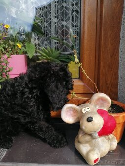 Pudlik trpaslici - 3