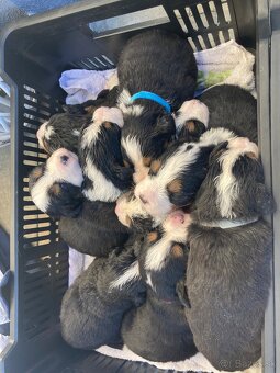 Bernský salašnícky pes - 3