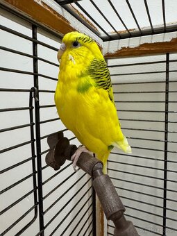 Predám andulky s klietkou - 3