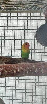 Agapornis fischer - 3