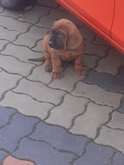 Hanoverský farbiar - 3