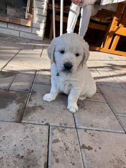 Zlatý retriever šteniatka - 3