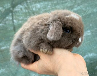 mláďatká minilop – samičky 🐰💕 - 3