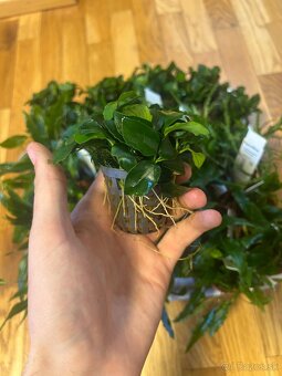 Akváriové rastliny - 3