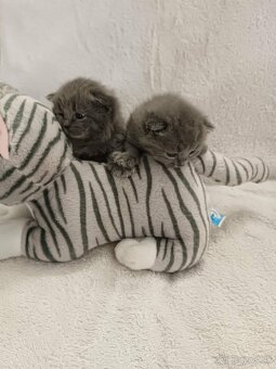 Britské modré mačiatka - 3