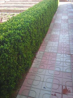 buxus vzdyzeleny - 3