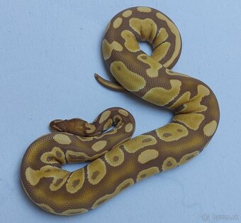 Python regius - 3
