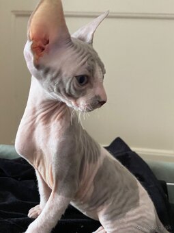 Don Sphynx - 3