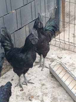 Kohút Ayam cemani - 3