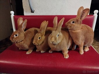 Burgundský králik - 3