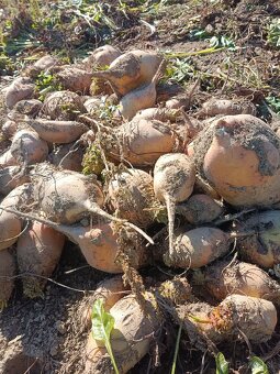 Krmna repa predaj - 3