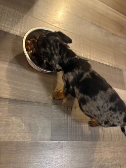 Jazvečík Trpasličí - 3