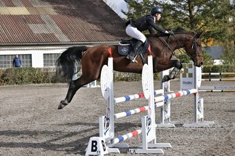 KOBYLKA NA AKTIVNÍ REKREACI / HOBBY SPORT - 3