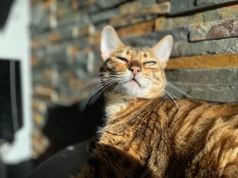 Bengálska mačka - 3