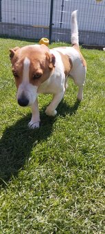 Jack russell teriér krytie - 3
