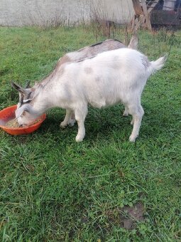 Predám kozičky - 3