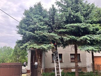 Pílenie stromov - 3