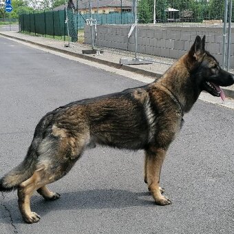 Nemecký ovčiak - 3