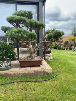 Borovica - záhradný bonsai - 3