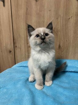 Ragdoll - 3