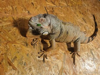 predám túto krásnu samicu Leguana - 3