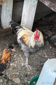 Kohút Marans modrý striebornokrký - 3