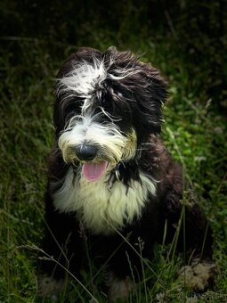 Pejsek BORDOODLE S PP - 3