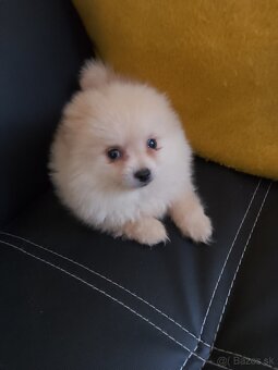 pomeranian - 3