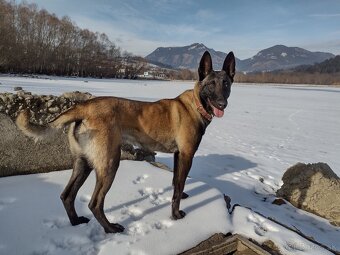 Belgický ovčiak šteniatka - 3