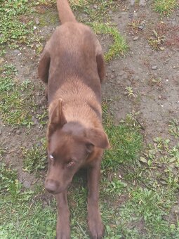 Za symbolicku cenu predám psíka - 3