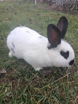 Predáme kraliky - 3