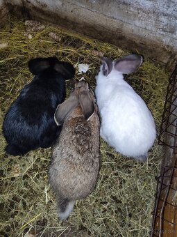 Nemecký obrovitý strakáč - 3